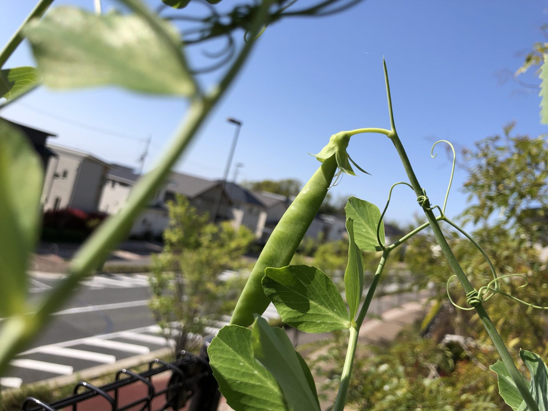 大量収穫で元とれる スナップエンドウの育て方 ベジトラグで家庭菜園 みはらしラボ